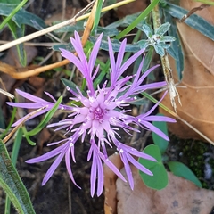 Centaurea