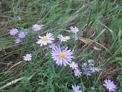 Aster altaicus