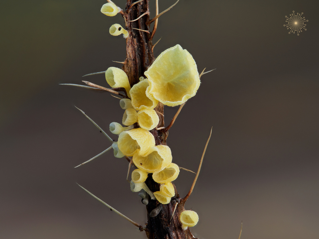 Calyptella