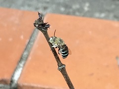 Zonamegilla
