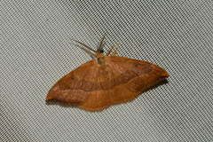 Watsonalla cultraria