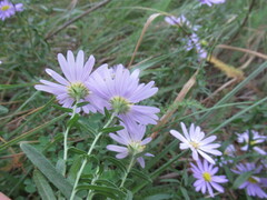 Aster altaicus