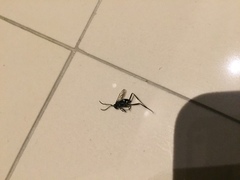 Evania appendigaster