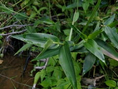 Dichanthelium