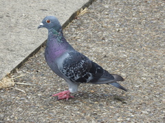 Columba livia domestica