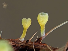 Calyptella campanula