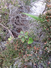 Pelargonium cucullatum strigifolium