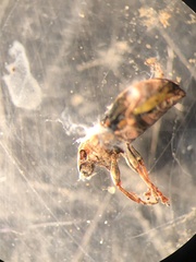 Sitona lineatus