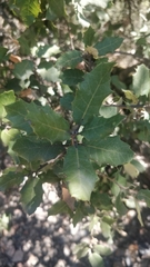 Quercus rotundifolia