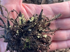 Calyptella campanula