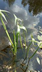 Sagittaria sagittifolia