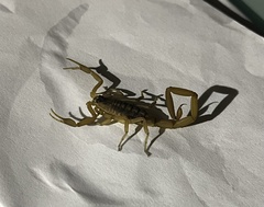 Centruroides vittatus
