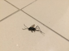 Evania appendigaster