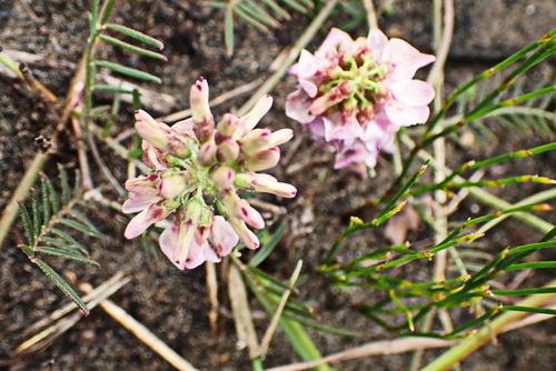Image of Lessertia stenoloba by no rights reserved
