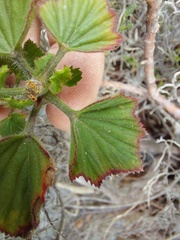 Pelargonium cucullatum strigifolium