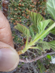 Pelargonium cucullatum strigifolium