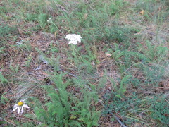 Achillea millefolium