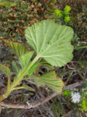 Pelargonium cucullatum strigifolium