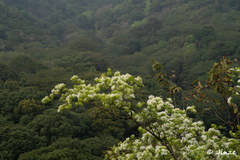 Chionanthus retusus
