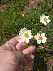 Anemonastrum zephyrum