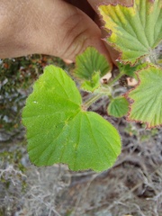 Pelargonium cucullatum strigifolium