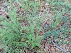 Achillea millefolium