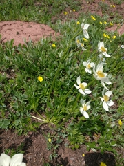Anemonastrum zephyrum