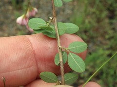 Lespedeza repens
