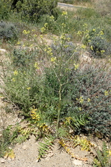 Sisymbrium altissimum