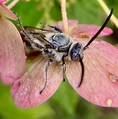 Dielis plumipes