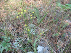Bupleurum scorzonerifolium