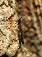 Xoridinae