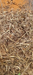 Formica rufa