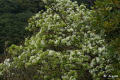 Chionanthus retusus