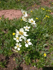Anemonastrum zephyrum
