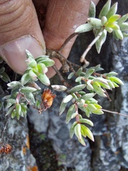 Crassula biplanata