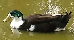 Anas platyrhynchos domesticus