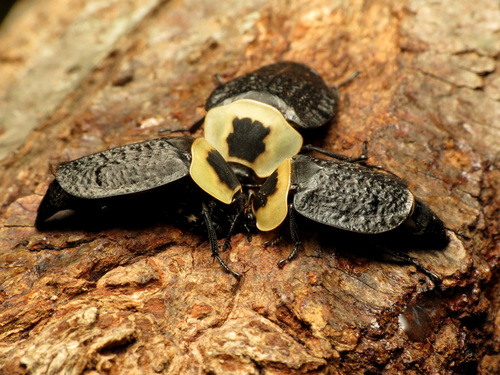 Photo of American Carrion Beetle (Necrophila americana)