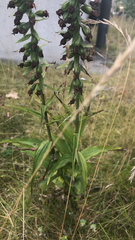Epipactis helleborine