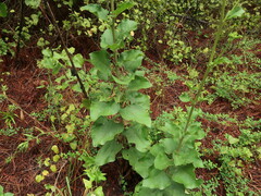 Helianthus silphioides