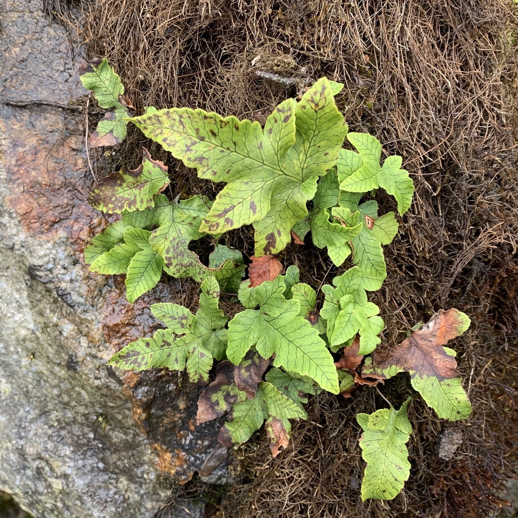 Selliguea cruciformis (Selliguea cruciformis)