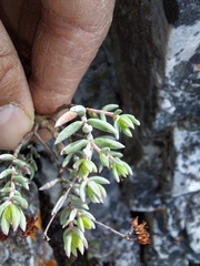 Crassula biplanata