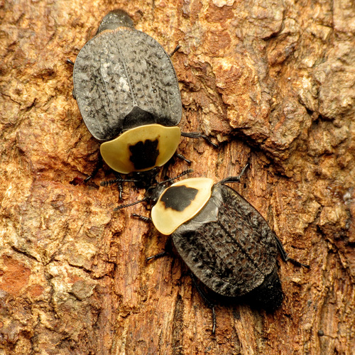 American Carrion Beetle photo 4