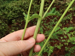 Helianthus silphioides