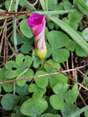 Oxalis purpurea
