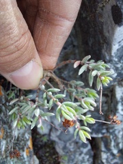 Crassula biplanata
