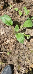 Plantago major