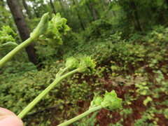 Helianthus silphioides