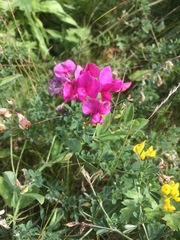 Lathyrus tuberosus