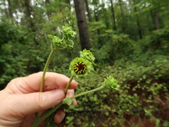 Helianthus silphioides